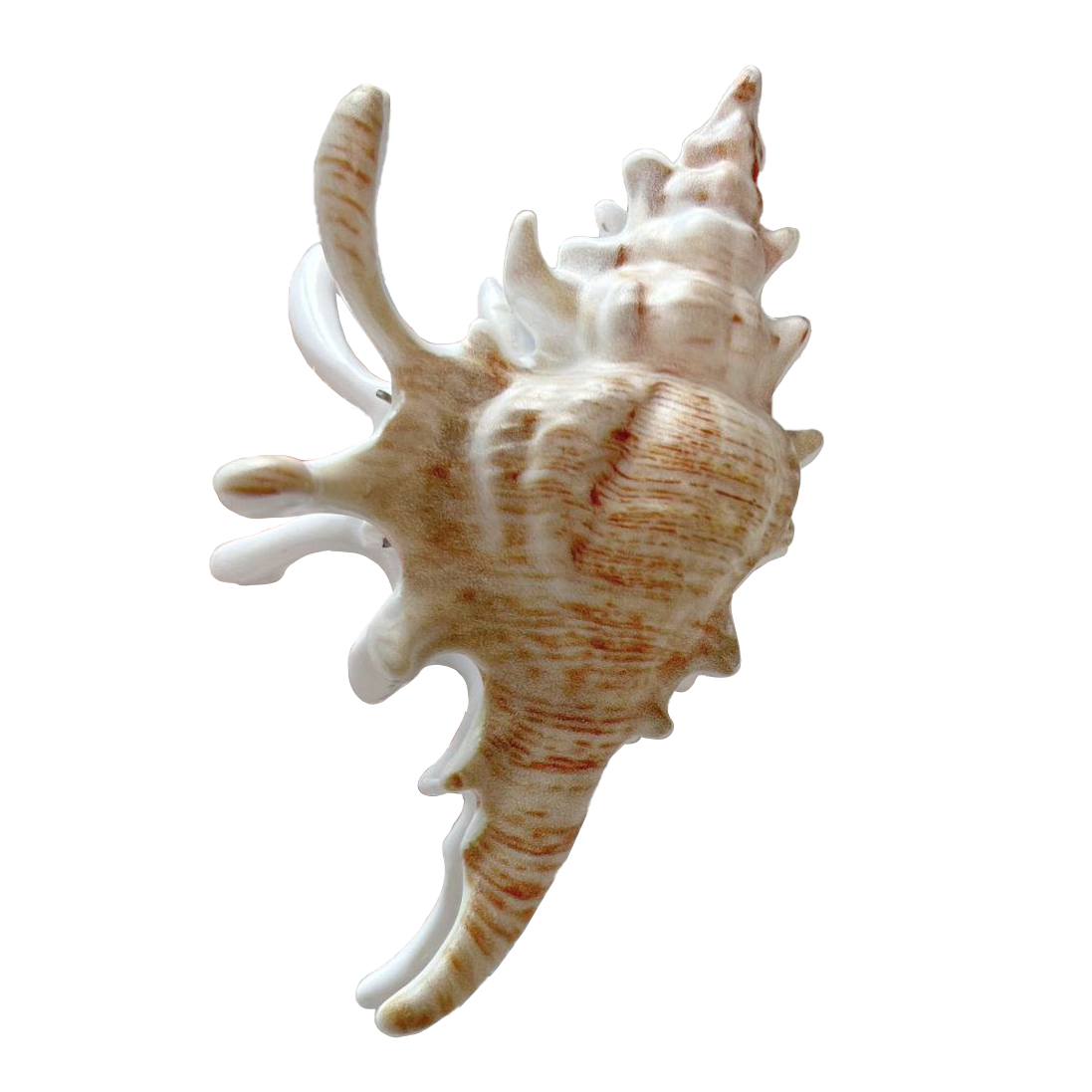 Shell Conch Sea Star Hair Clip