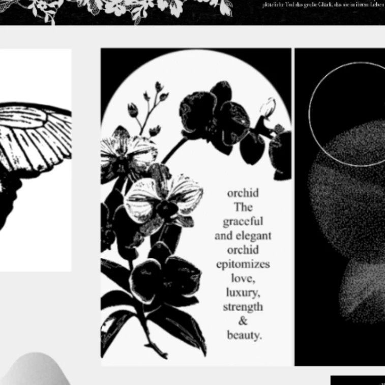 Phalaenopsis* No attribute cultural and creative packaging material pack